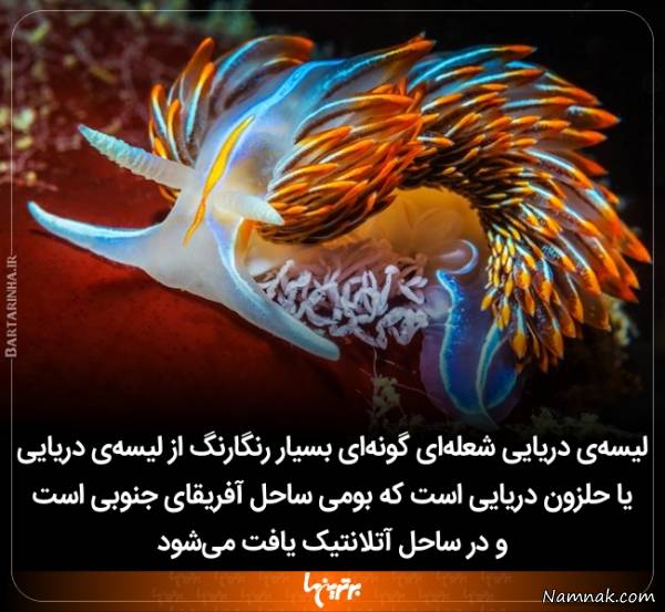 دانستنی های جالب و جدید