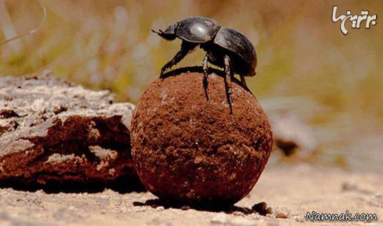 توانایی های عجیب حیوانات