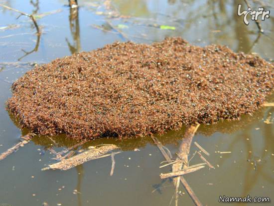 توانایی های عجیب حیوانات