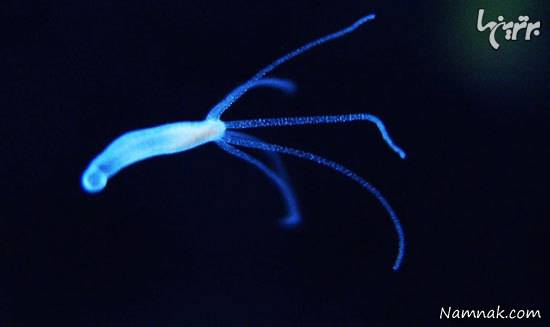 توانایی های عجیب حیوانات