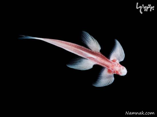 توانایی های عجیب حیوانات