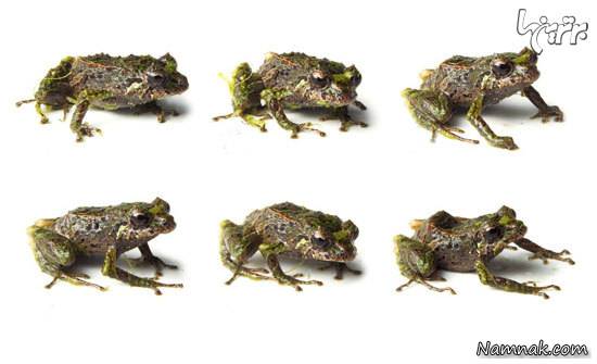 توانایی های عجیب حیوانات