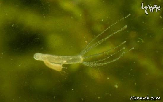 توانایی های عجیب حیوانات