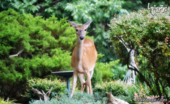 موی انسان موی انسان