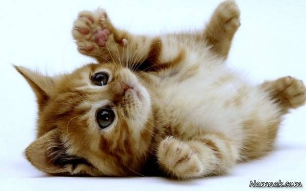 انسان و حیوانات