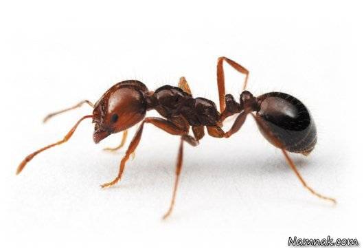 انسان و حیوانات