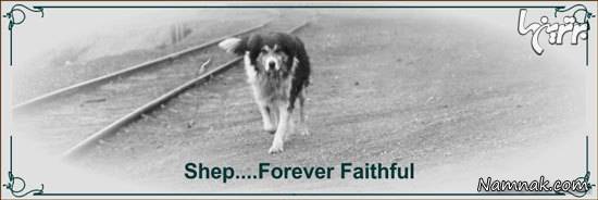 سگ های وفادار