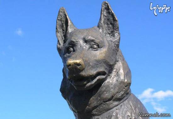 سگ های وفادار