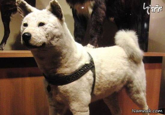 سگ های وفادار