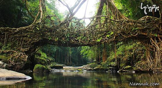 عجیب ترین پل های جهان