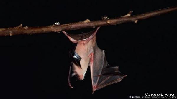 قدرت صدای جانوران شگفت انگیز قدرت صدای جانوران شگفت انگیز