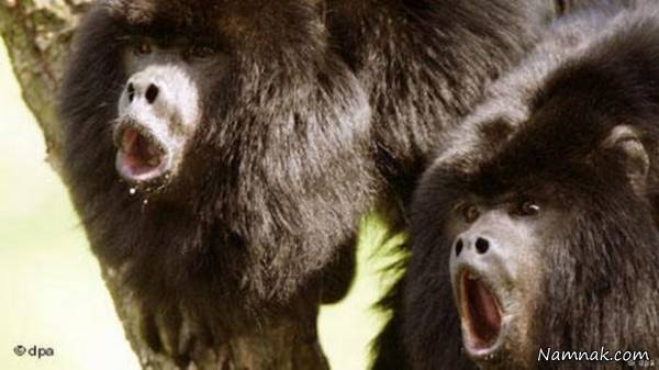 قدرت صدای جانوران شگفت انگیز قدرت صدای جانوران شگفت انگیز