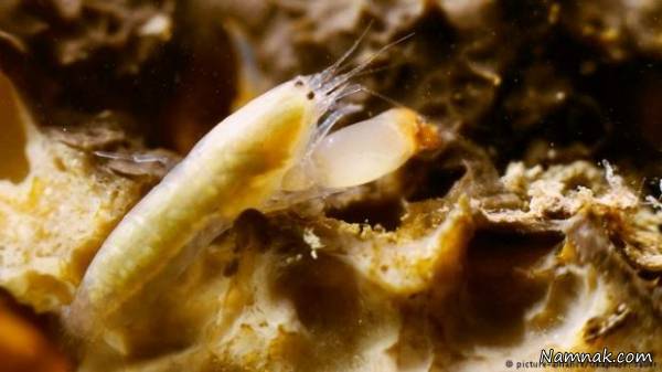 قدرت صدای جانوران شگفت انگیز قدرت صدای جانوران شگفت انگیز