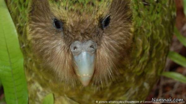 قدرت صدای جانوران شگفت انگیز قدرت صدای جانوران شگفت انگیز