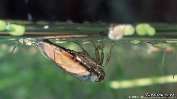 قدرت صدای جانوران شگفت انگیز قدرت صدای جانوران شگفت انگیز
