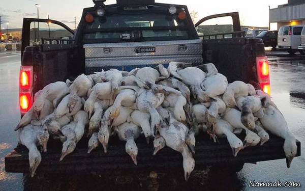 مرگ مشکوک غاز غاز