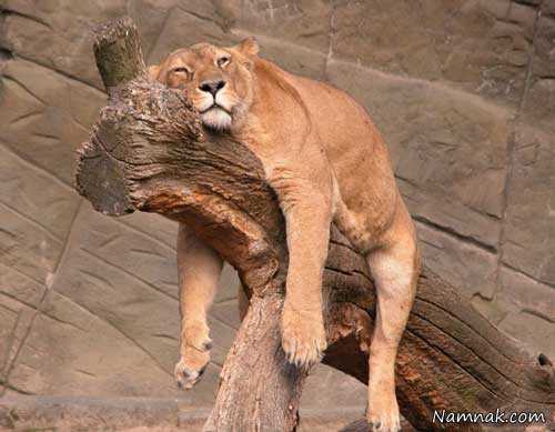 خواب حیوانات