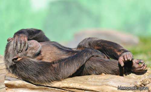 خواب حیوانات