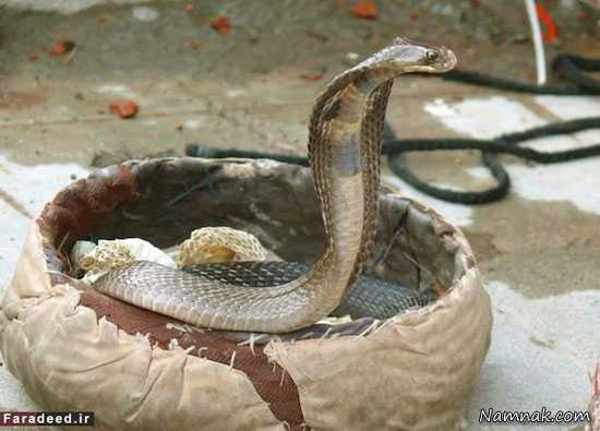 مرگ با مارگزیدگی مارگزیدگی