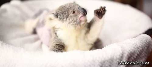 کوآلا نوزاد کوآلا