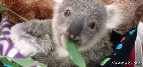عکس کوآلا نوزاد کوآلا
