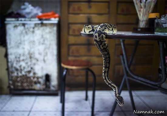 سوپ مار سوپ مار