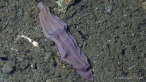 راز جوراب بنفش جنجالی جوراب بنفش