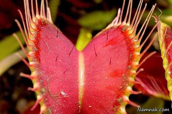 گیاه گوشتخوار