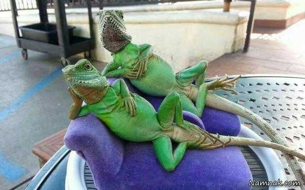 عکسهای خنده دار عکسهای خنده دار