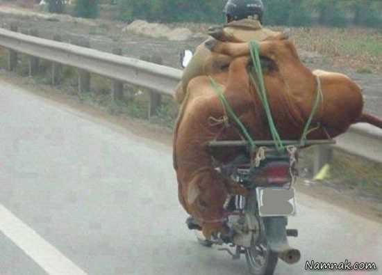 عکس جالب عکسهای خنده دار