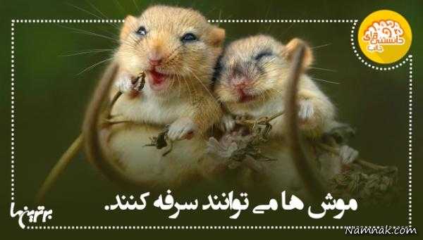 دانستنی های جالب