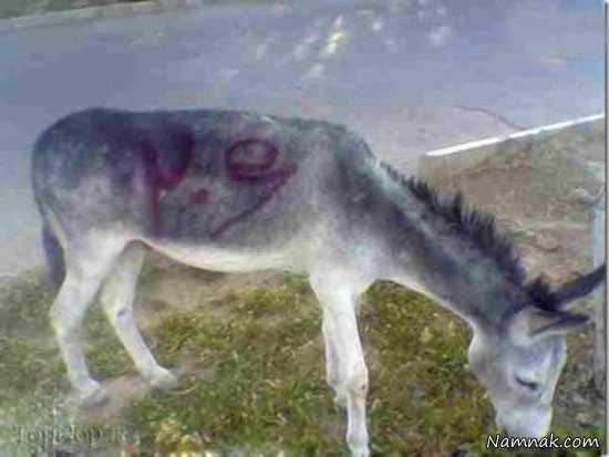 عکسهای خنده دار