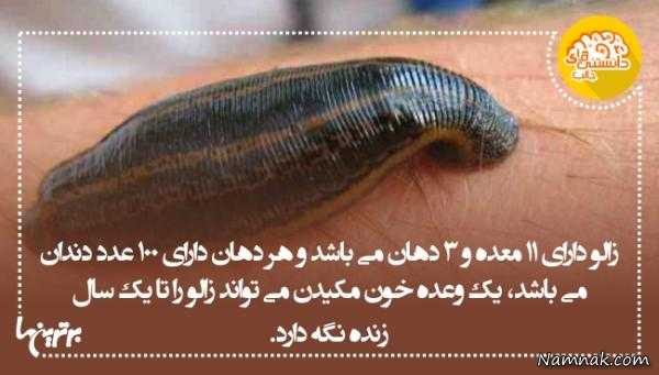 دانستنی های جالب