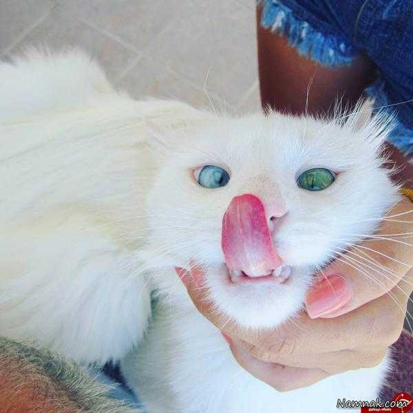 چشم جالب گربه