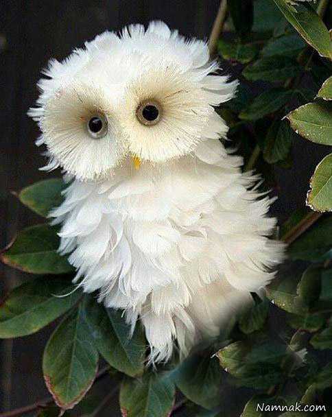 عکسهای خنده دار