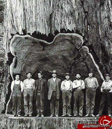 درخت تنومند