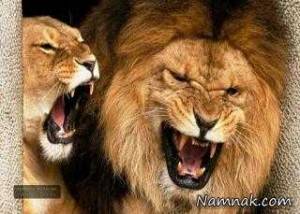 شیرها