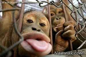 عکسهای خنده دار