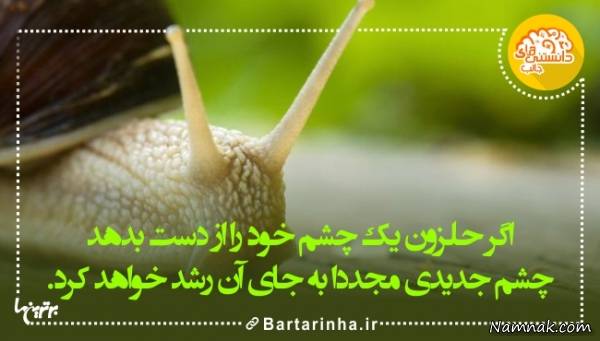 دانستنیها
