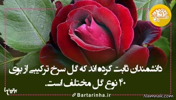 دانستنیها