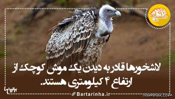 دانستنیها