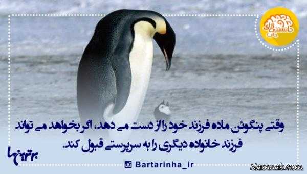 دانستنی های جالب