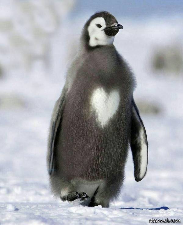 عکسهای خنده دار