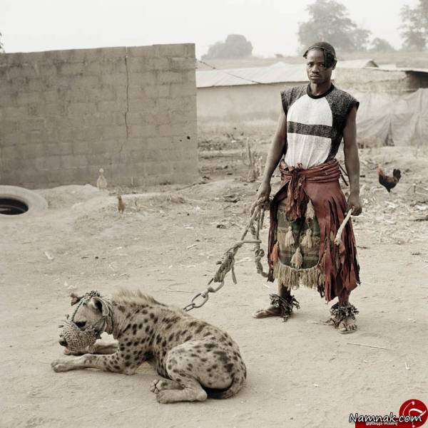 کفتارهای وحشی