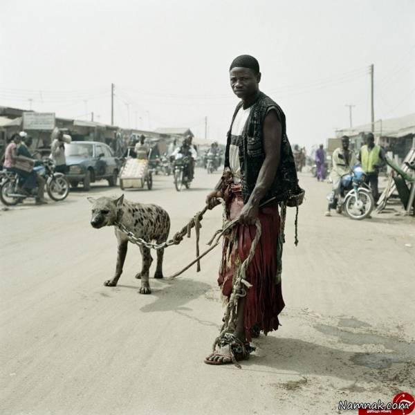 خیابانگردی با کفتارها