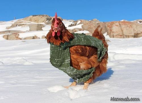 جهانگردی با مرغش