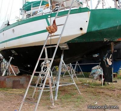 جهانگردی با مرغش