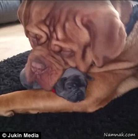 سگ جالب سگ بولداگ