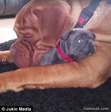 فضای مجازی سگ بولداگ