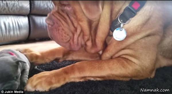 کلیپ جدید سگ بولداگ